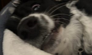 Mad looking dog close up.